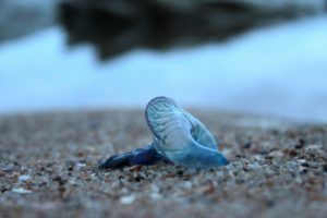 blue-bottle-577039_1920