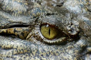 crocodile-630233_1920