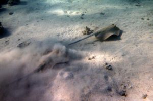 rays-245119_1920