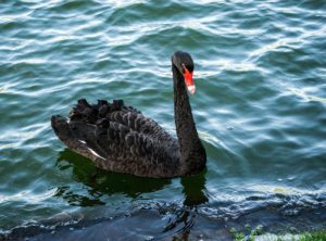 black-swan-1037051_1920
