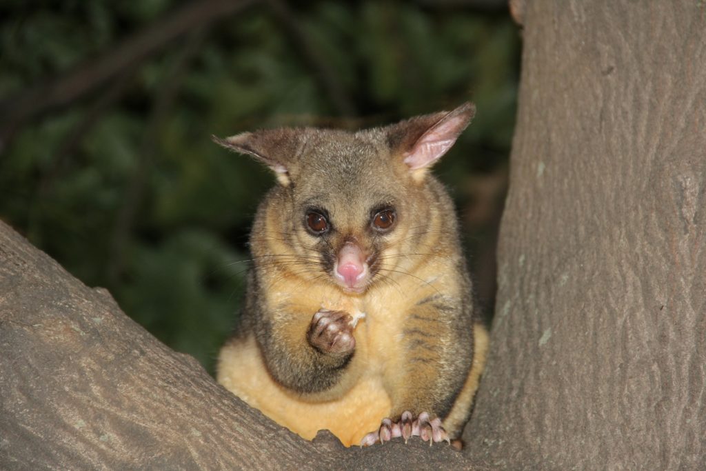 possum-329342_1920