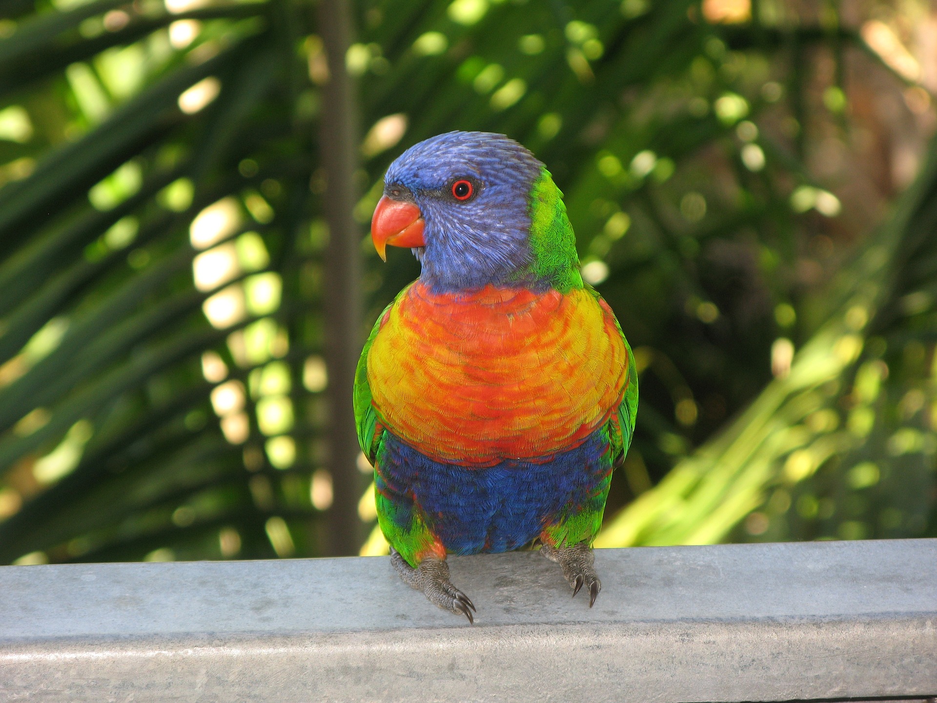 rainbow-lorikeet-1036384_1920