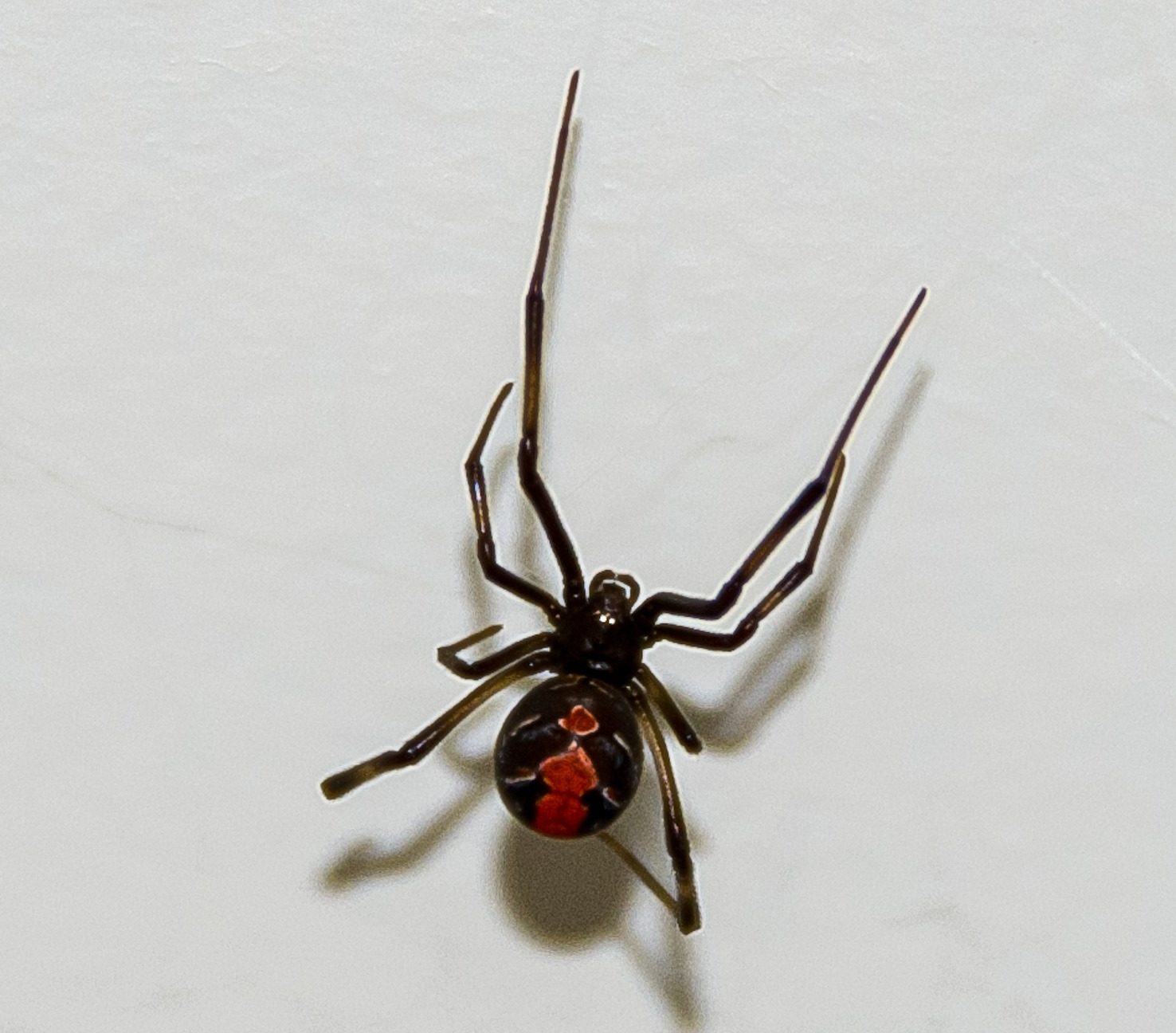 Вдова паук в россии. Каракурт паук самец. Чёрная вдова паук самка. Чёрная вдова паук самец. Redback Spider паук.