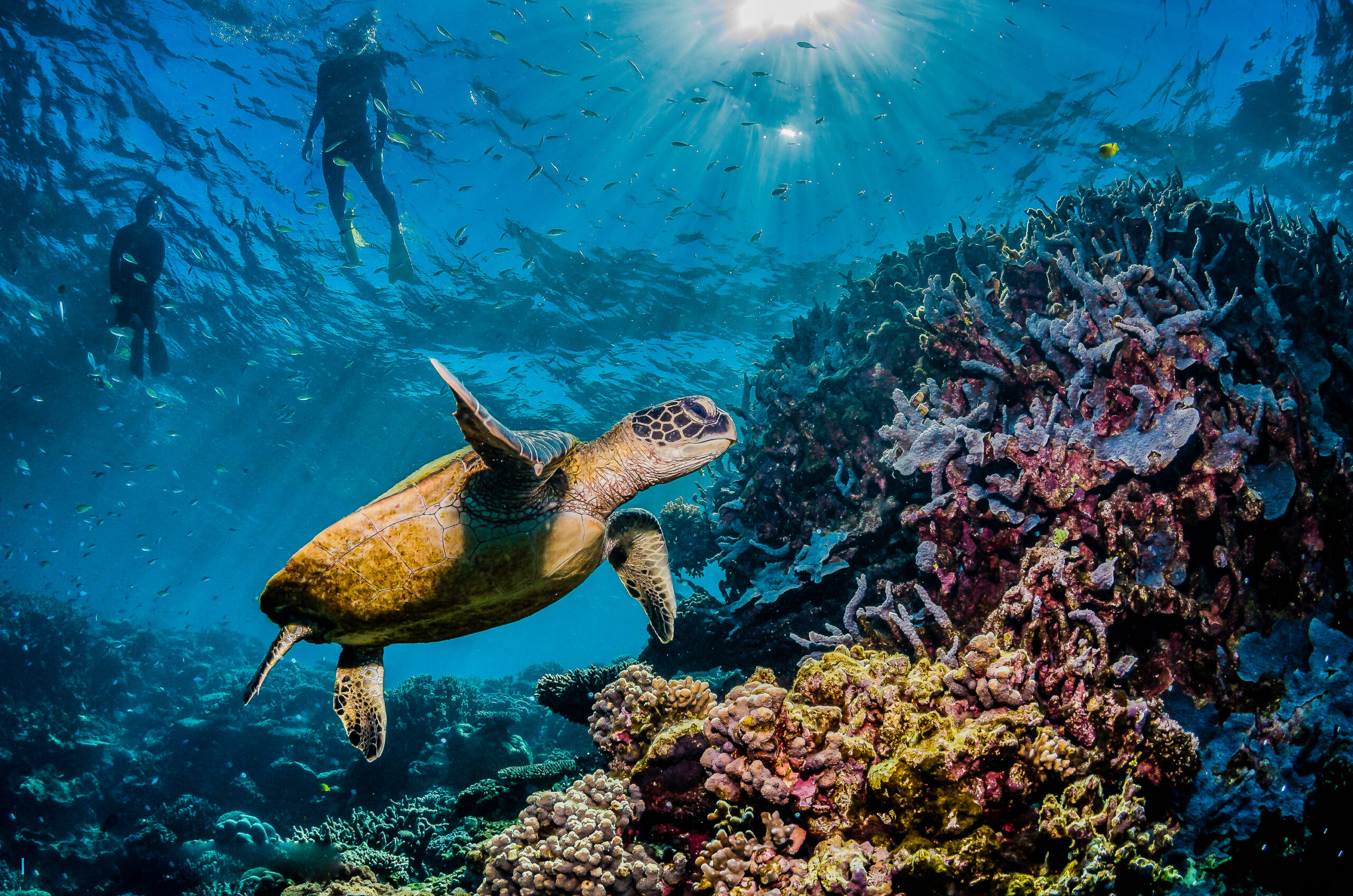 10 Ways to Protect Marine Wildlife When Diving - Sustainable Travel  International